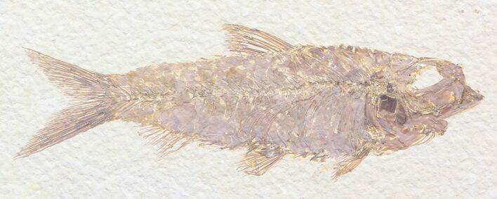 Detailed, Knightia Fossil Fish - Wyoming #42395